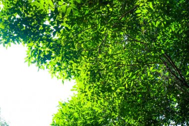 Beyaz arka plan üzerinde izole yaprak yeşil doğa çerçeve