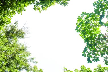 Beyaz arka plan üzerinde izole yaprak yeşil doğa çerçeve