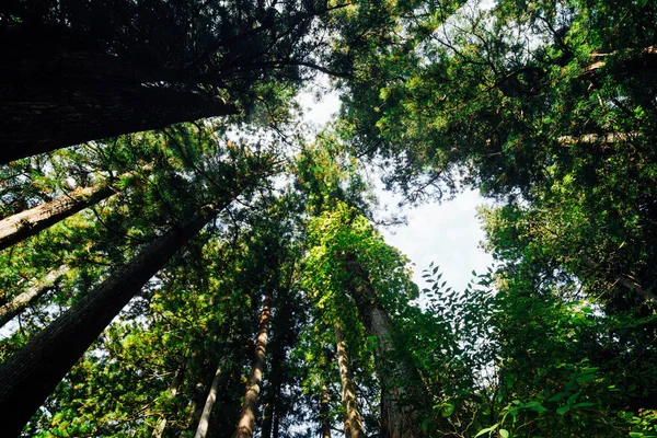 Pinhal Floresta Natureza Verde Fundo Vista Insurreição — Fotografia de Stock