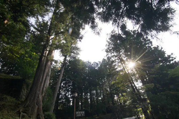 Çam Ağacı Orman Doğa Uprisen Yeşil Arka Plan Görünümü — Stok fotoğraf