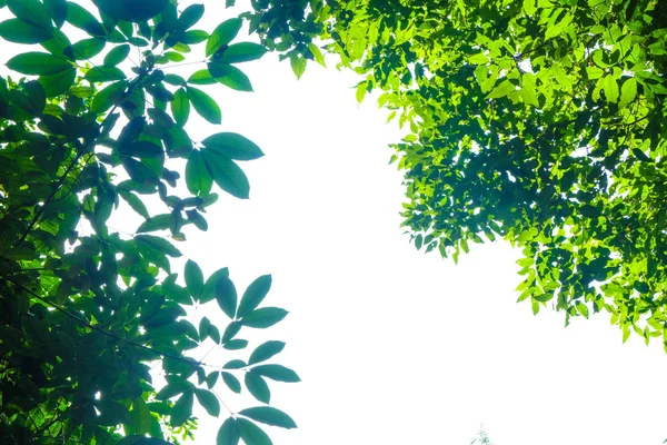 Зелений Лист Природи Рамка Ізольована Білому Фоні — стокове фото
