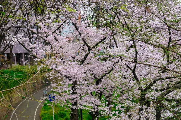 Сакура Велосипед Дороги Lane Весняний Час Міського Пейзажу — стокове фото