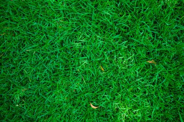 Botanik Bahçe Yeşil taze ot