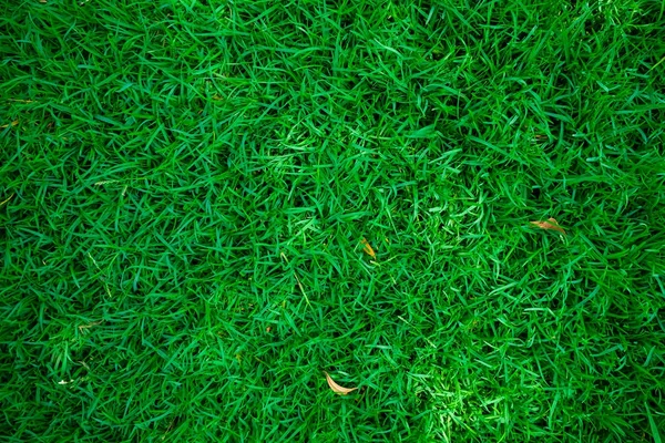Grünes Frisches Gras Botanischen Garten — Stockfoto