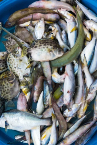 Fresh Many Sea Fish Close Market Seafood Industry — Stock Photo, Image