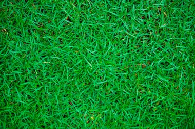 Botanik Bahçe Yeşil taze ot