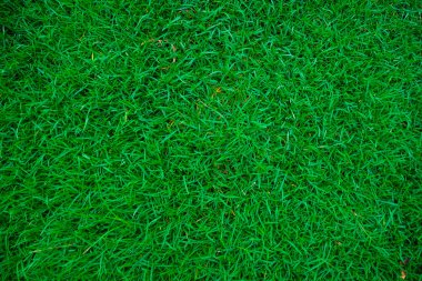 Botanik Bahçe Yeşil taze ot
