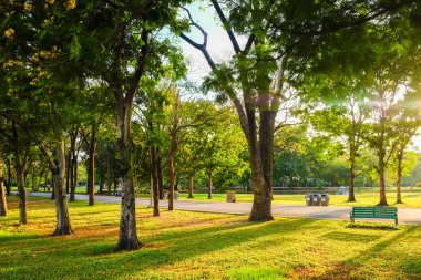 Güneş ışığı ve çayır ile yeşil Parkı