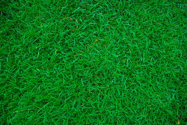 Erba Fresca Verde Nel Giardino Botanico — Foto Stock