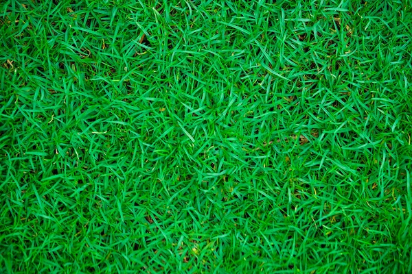Gröna färska gräset i botanik trädgård — Stockfoto