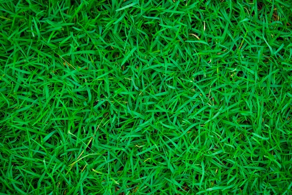 Зеленая трава в ботаническом саду — стоковое фото