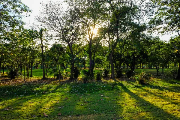 Grön offentlig park med solljus och äng — Stockfoto