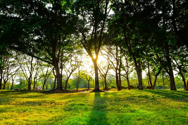 太陽光と草原と緑の公園 — ストック写真