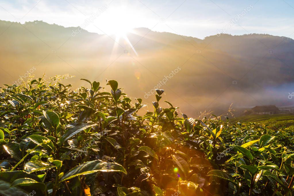 Sunrise morning in tea plantation field on mountain