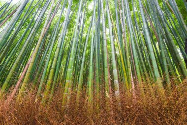 Yeşil Bambu Bahçe satırda Arashiyama geleneği gezi Kyoto, Japonya
