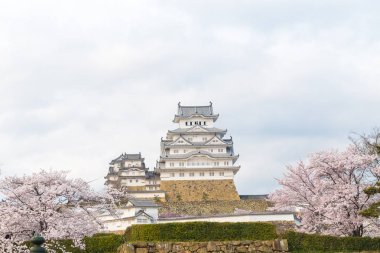 Sakura bloomming çiçeği, Hyogo Japonya ile Himeji Kalesi