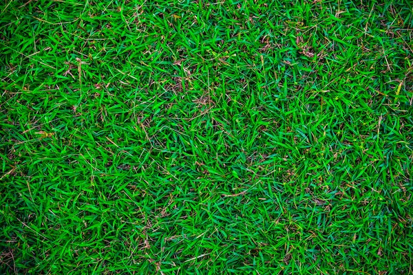 Abstrakt Grönt Gräs Bakgrund Botanik Textur — Stockfoto