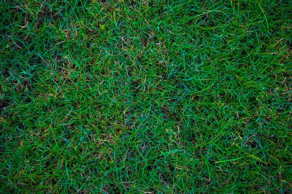 抽象的な背景に緑の草 植物テクスチャ — ストック写真
