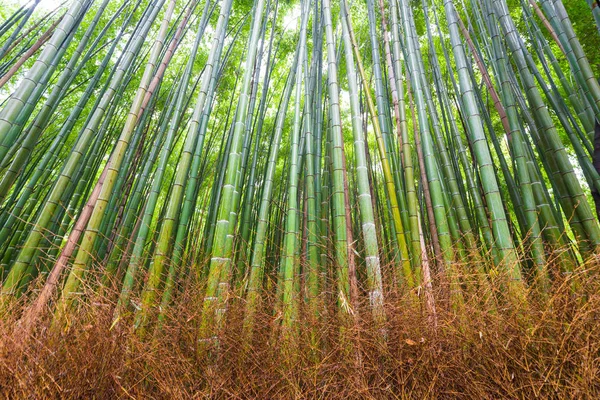 Green Bamboo Garden Row Arashiyama Tradition Sightseeing Kyoto Japan — Stock Photo, Image