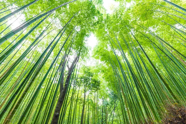 Fila Jardim Bambu Verde Arashiyama Tradição Turismo Kyoto Japão — Fotografia de Stock