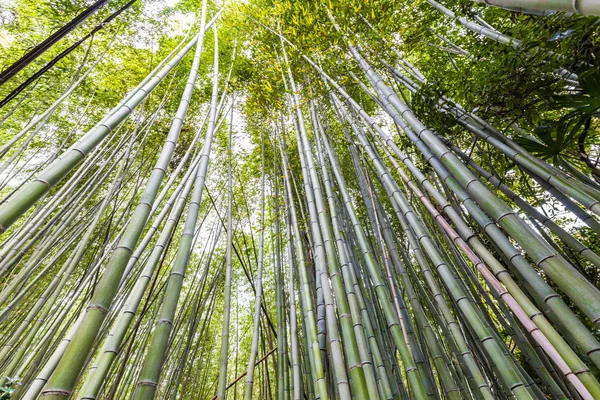Yeşil Bambu Bahçe satırda Arashiyama geleneği gezi Kyoto, Japonya