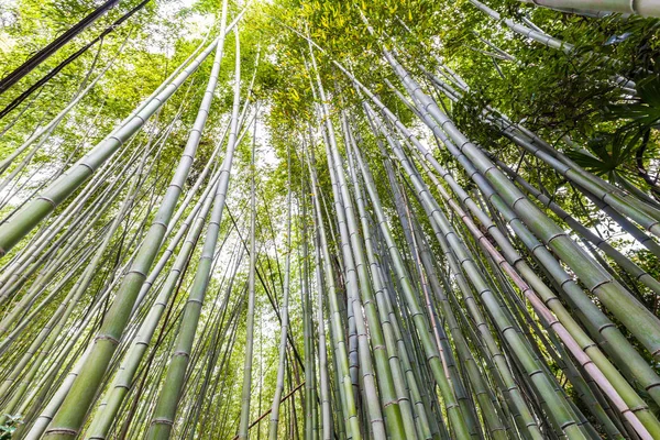 京都嵐山の伝統観光の緑竹ガーデン行 — ストック写真