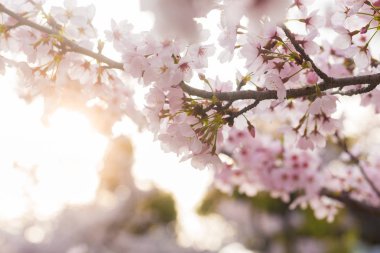 Pembe sakura çiçeği çiçek beyaz arka plan üzerinde ağaç dalı ile