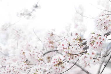 Sakura ağacı dalı üzerine beyaz izole kiraz çiçeği yakından