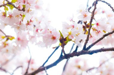 Sakura ağacı dalı üzerine beyaz izole kiraz çiçeği yakından