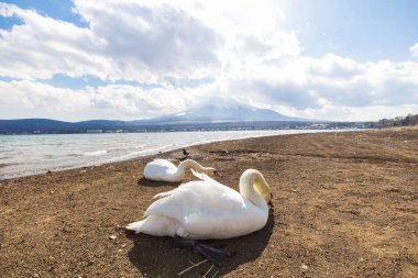 Beyaz Kuğu Yamanakako Gölü'Fuji Dağı: Yamanashi, Japan