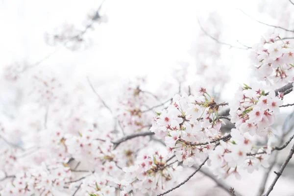 Sakura Kirschblüte Aus Nächster Nähe Auf Ästen Isoliert Auf Weiß — Stockfoto