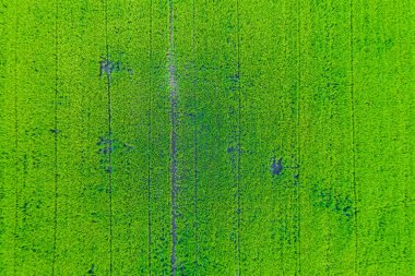 Pirinç plantasyon yeşil alan havadan görünümü