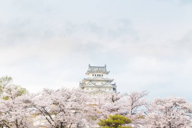 Sakura bloomming çiçeği, Hyogo Japonya ile Himeji Kalesi