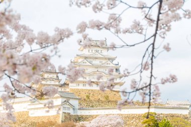 Sakura bloomming çiçeği, Hyogo Japonya ile Himeji Kalesi