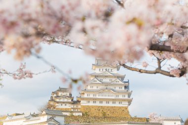 Sakura bloomming çiçeği, Hyogo Japonya ile Himeji Kalesi