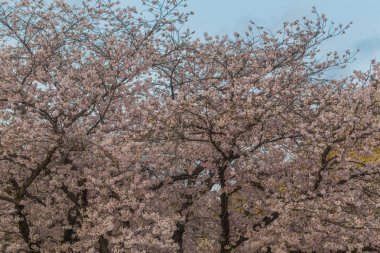 Pembe sakura çiçeği çiçek beyaz arka plan üzerinde ağaç dalı ile