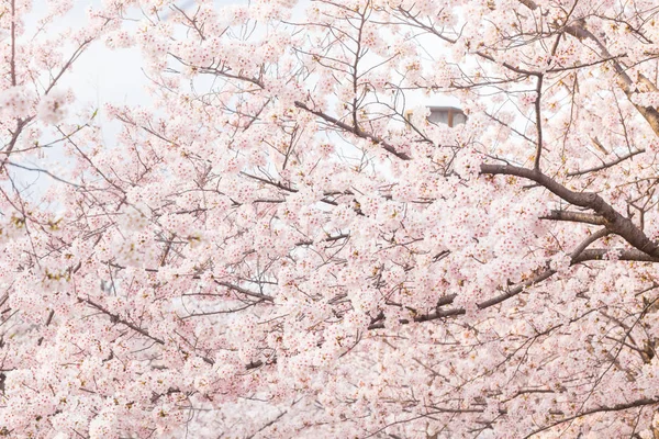 Pembe sakura çiçeği çiçek ağaç dalı ile