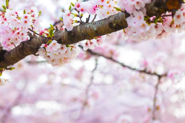 Pink sakura blossom flower with tree branch — Stock Photo, Image