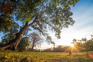Sıcak bitki güneş ışığı günbatımı yeşil park ağaç ve çayır