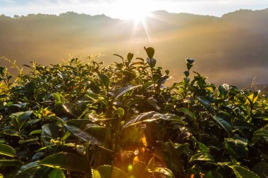 Çay plantasyon alan gündoğumu görünümü Altın ışık sabah, tarım kavramı ile
