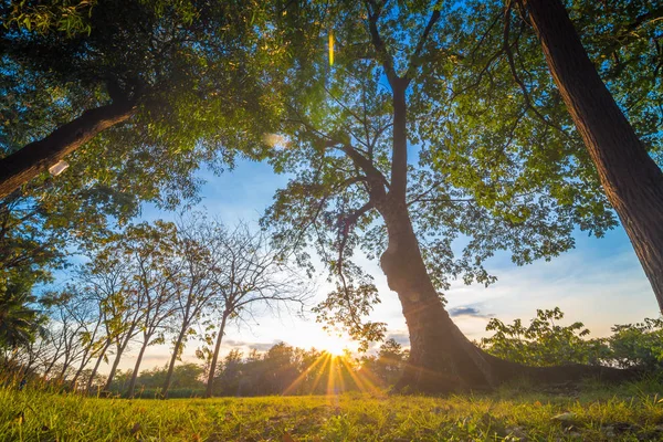 緑の夕日公園木および草原暖かい太陽の光工場を — ストック写真