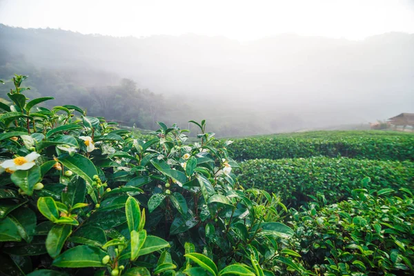 Dağ sabah sis, tarım arka plan ile çay plantasyon yeşil sahada
