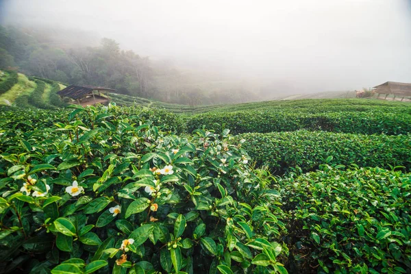 Dağ sabah sis, tarım arka plan ile çay plantasyon yeşil sahada