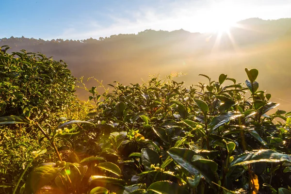 Çay plantasyon alan gündoğumu görünümü Altın ışık sabah, tarım kavramı ile