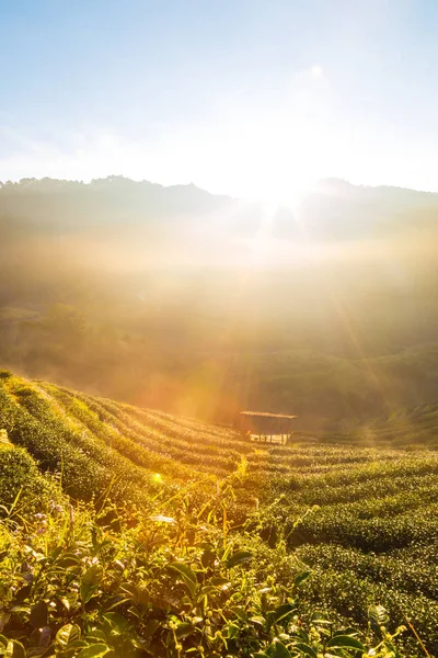 Çay plantasyon alan gündoğumu görünümü Altın ışık sabah, tarım kavramı ile