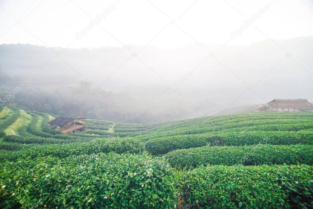 Tea plantation green field on mountain with morning fog, Agricultural background