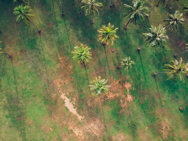 Coconut green field top view