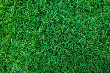Yeşil taze ot doğal doku