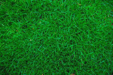 Yeşil taze ot doğal doku