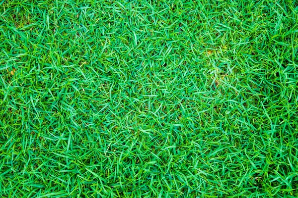 Grönska färskt gräs naturliga textur — Stockfoto